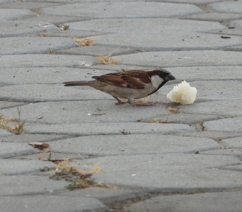 House Sparrow