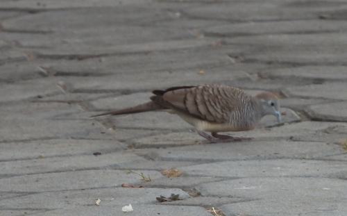Zebra Dove