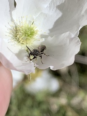 Hylaeus