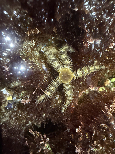 Ophiopteris papillosa observed 2026-07-31