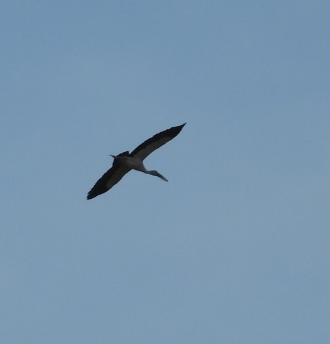 Asian Openbill