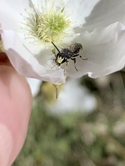 Hylaeus