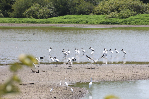 Wood Stork