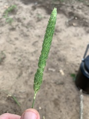 Phalaris caroliniana