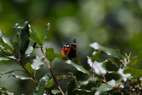 Red Admiral