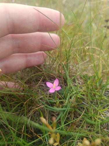 Centaurium littorale, photograph 4