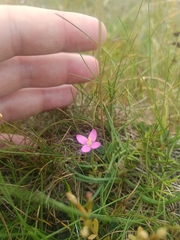 Centaurium littorale, photograph author not stated, no rights reserved