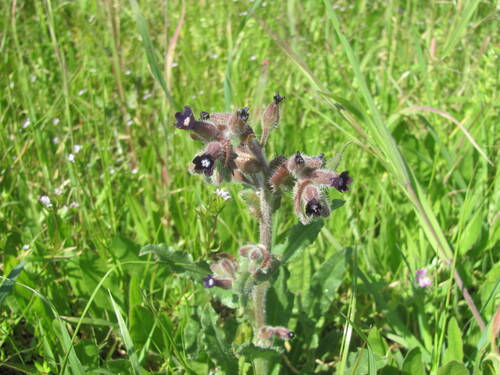 Anchusa undulata (Anchusa undulata)