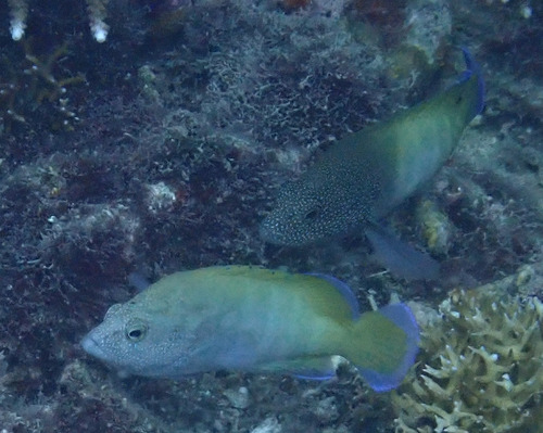 Cephalopholis microprion observed 2026-07-28