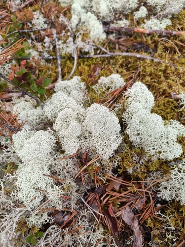 Star-tipped Reindeer Lichen