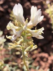 Astragalus flavus