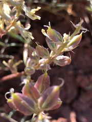 Astragalus flavus