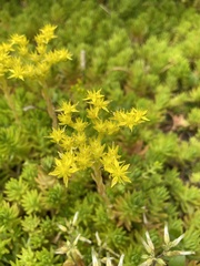 Sedum