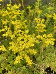 Sedum