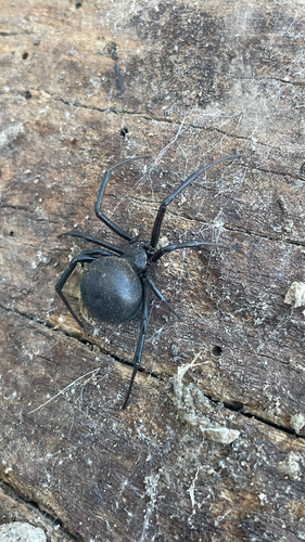 European Black Widow