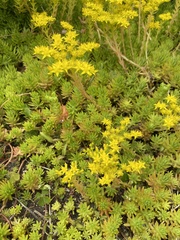 Sedum