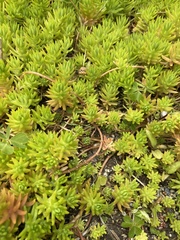 Sedum