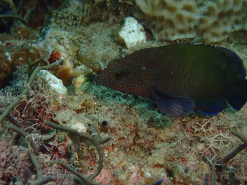 Cephalopholis microprion observed 2026-07-24