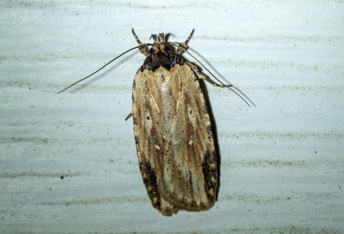 Beggartick Leaffolder Moth photo 2