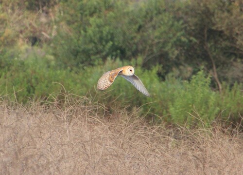iNaturalist observation photo of American Barn Owl
