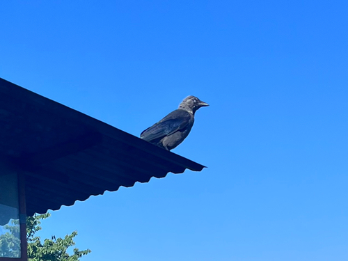 Eurasian Jackdaw