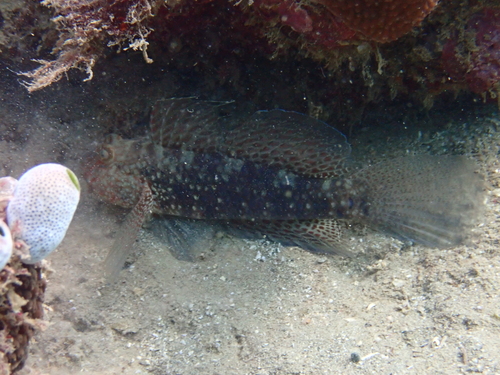 Exyrias belissimus observed 2026-07-26