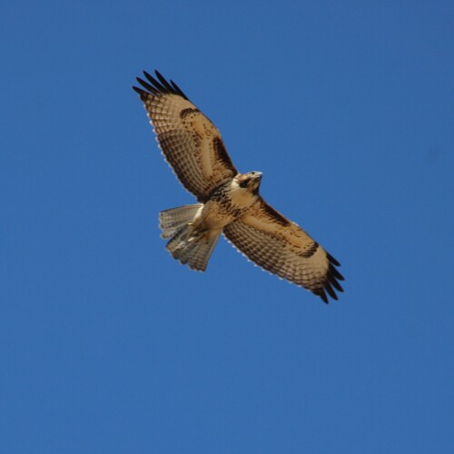 iNaturalist observation photo of Red-tailed Hawk
