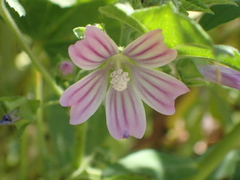 Malva nicaeensis