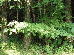 Acer cissifolium