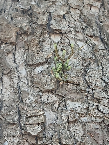 Tillandsia tricholepis observed 2026-05-14