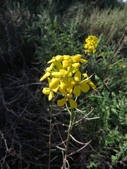 Erysimum suffrutescens