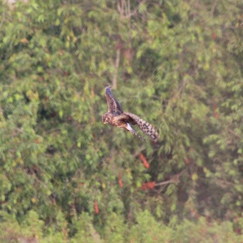 iNaturalist observation photo of Northern Harrier