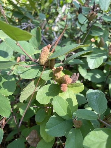 Fothergilla gardenii observed 2026-07-30