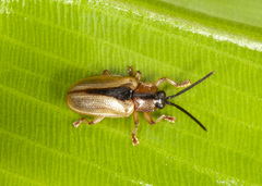 Cephaloleia deficiens