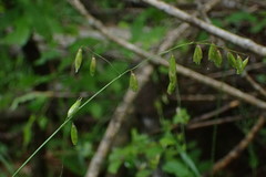 Melica mutica