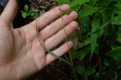 Melica mutica