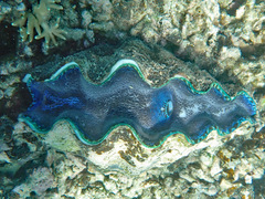 Tridacna derasa