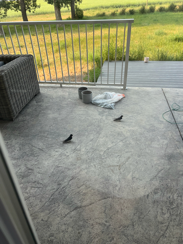 Barn Swallow
