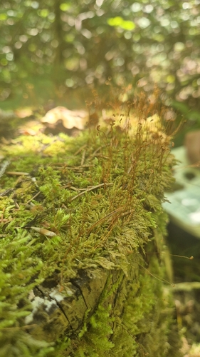Pseudohygrohypnum fertile observed 2026-07-31