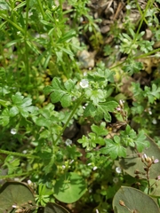 Nemophila parviflora austinae