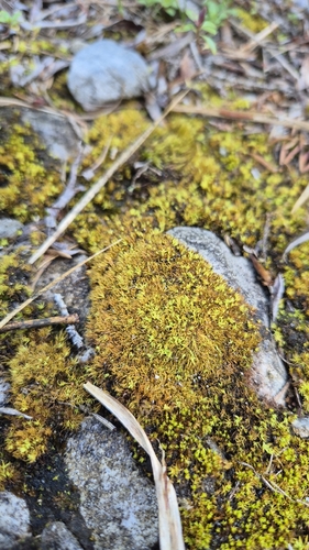 Tortella inclinata, 2026-07-31