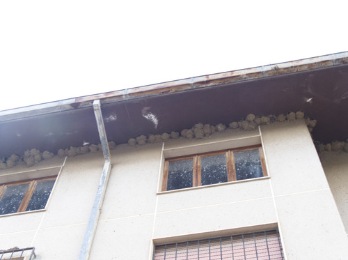 Western House Martin