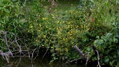 Jacobaea erratica
