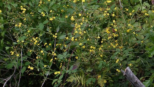 Jacobaea erratica, photograph 1
