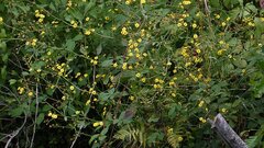 Jacobaea erratica, photograph author not stated, no rights reserved