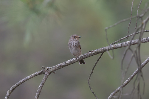 Tyrrhenian Mediterranean Flycatcher