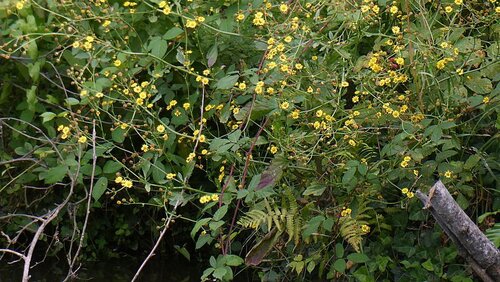 Jacobaea erratica, photograph 2
