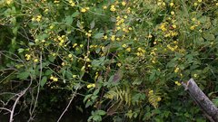 Jacobaea erratica, photograph author not stated, no rights reserved