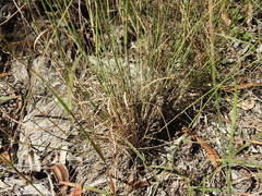 Aristida benthamii