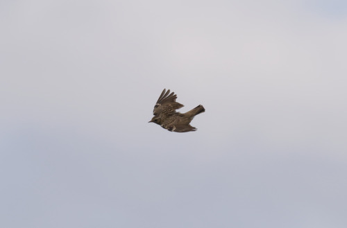 Woodlark